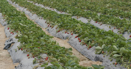 Fresh Strawberry plant in fieldの写真素材