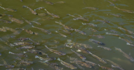Crucian carp swimming in the water pond
