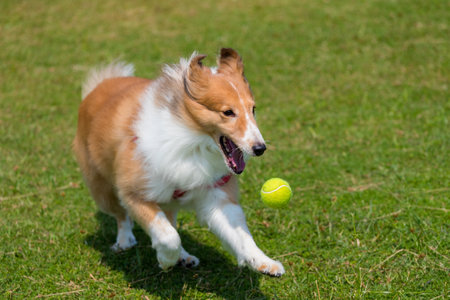 Herding dog play ball on green lawnの写真素材