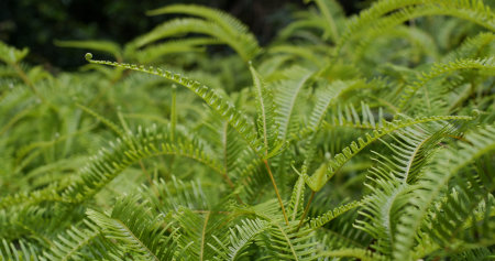 Green fern plant in jungleの写真素材
