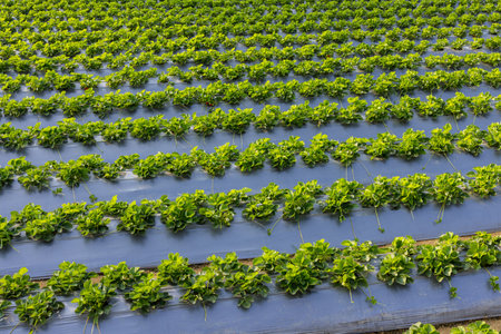 Organic Strawberry field in the farm
