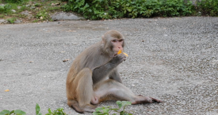 Monkey eat mango and sit on groundの写真素材