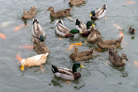 Duck swim over the water pondの写真素材