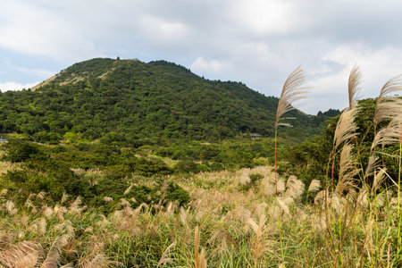Hiking trail in Yangmingshan at Taipei of Taiwanの写真素材