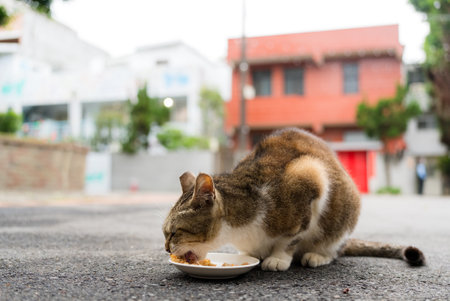 Stray cat sitting on the groundの写真素材