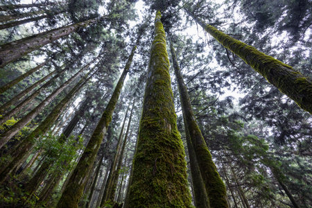 Bottom view of the forestの写真素材