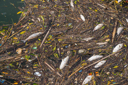 Waste in the water of the harbor area