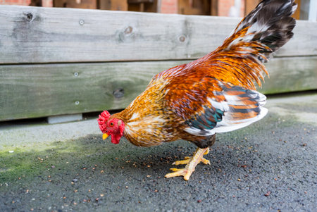 Chicken at the outdoor parkの写真素材