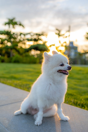 White pomeranian at park in sunset light flareの写真素材