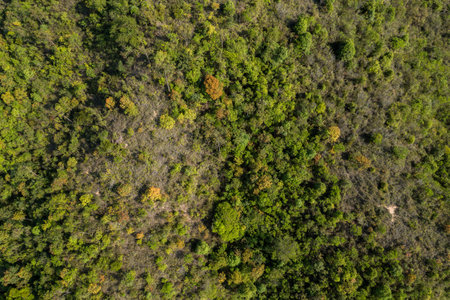 Top down view of lush greenery forest