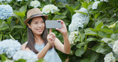 Woman taking photo and video in Hydrangea farmの写真素材
