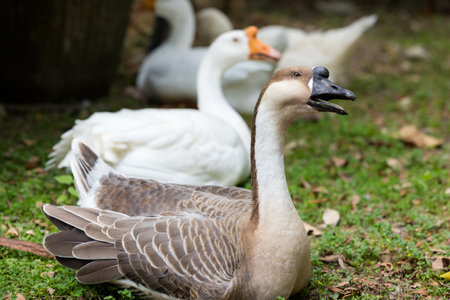 Gooses in the farm gardenの写真素材