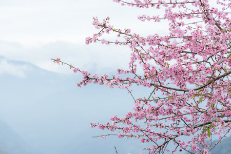 Beautiful pink sakura cherry blossomの写真素材
