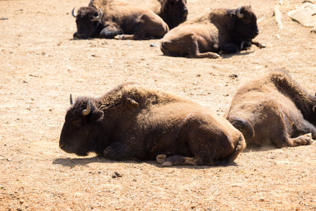 Cattle cow in the zoo parkの写真素材
