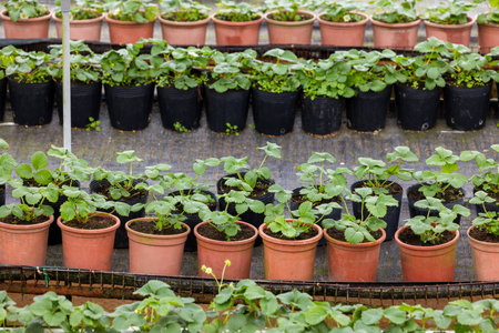 Fresh organic potted strawberry plantの写真素材