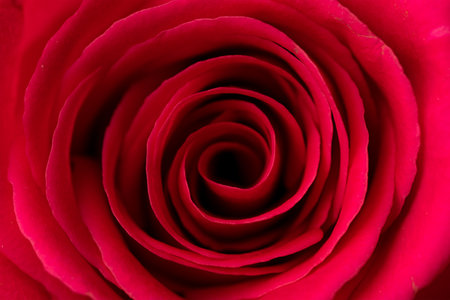 Close up of the red roseの写真素材