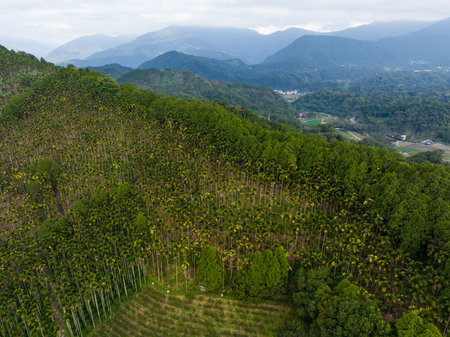 Top view of the forest on the mountainの写真素材