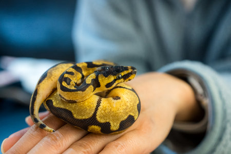 Ball python on the handの写真素材