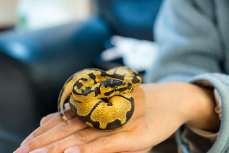 Ball python on the handの写真素材