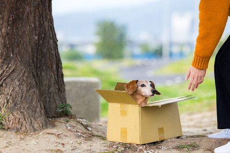Abandon dog look for adoptionの写真素材