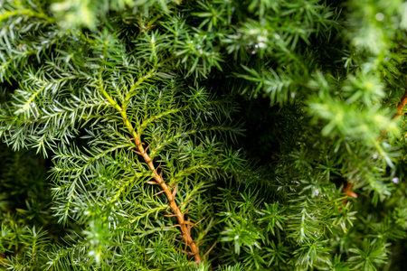 Stack of cedar plant tree for floristの写真素材