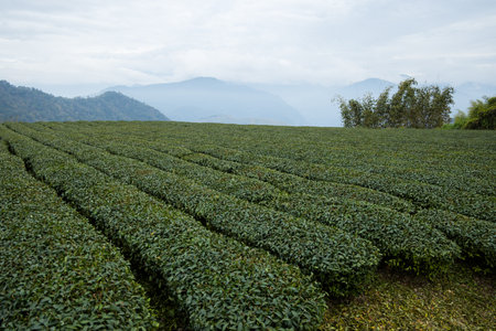 Green lush tea field in countrysideの写真素材