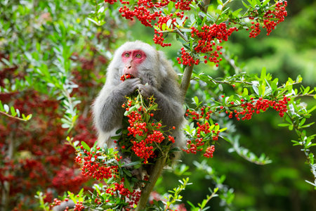Monkey eat the fruit on the tree in jungleの写真素材