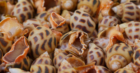 Close up of raw fresh sea snailの写真素材