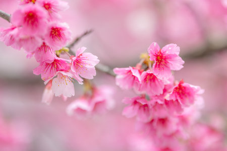 Pink sakura flower on the treeの写真素材