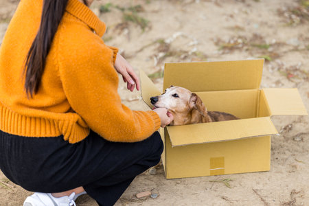 Abandon dog in the paper boxの写真素材