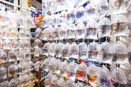 Hong Kong 05 April 2024: Sale of pet fish in Hong Kong Mongkok Tung Choi streetのeditorial素材