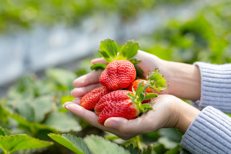 Hand hold with the fresh strawberries in the gardenの写真素材