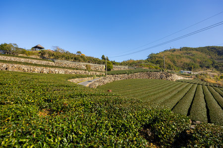 Tea field over the mountain in Alishan of Shizhuo in Taiwanの写真素材