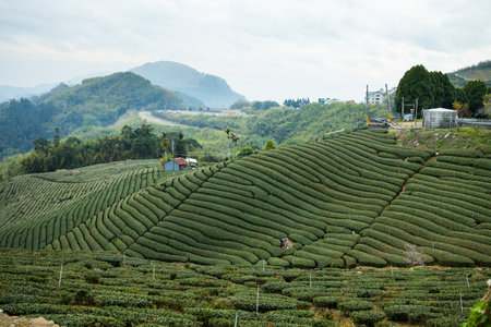 Green lush tea field in countrysideの写真素材