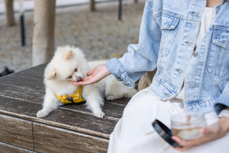 Woman feed her dog at outdoorの写真素材