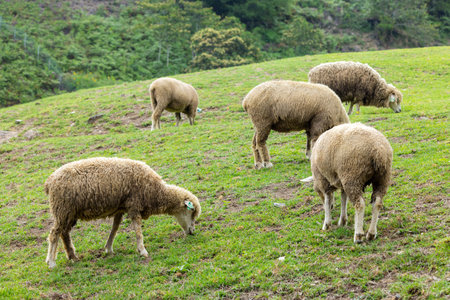 Sheeps grazing in Qingjing farm at Taichung of Nantouのeditorial素材