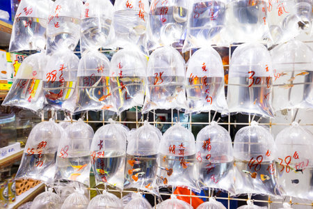 Hong Kong 05 April 2024: Sale of pet fish in Hong Kong Mongkok Tung Choi streetのeditorial素材
