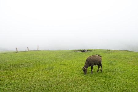 Buffalo green lawn at Taiwan Taipei Lengshuikeng Qingtiangang Recreation Areaの写真素材