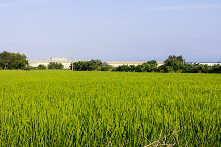 Green rice meadow field in the countrysideの写真素材