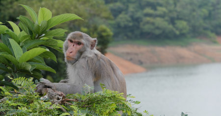 Wild monkey with tree backgroundの写真素材