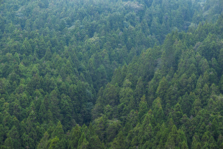 Beautiful scenery green forest with mist