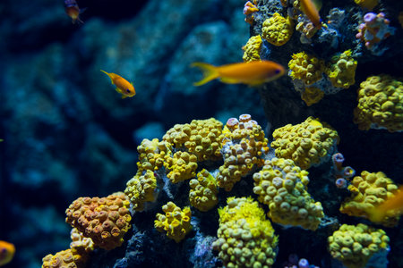 Coral reef in the aquariumの写真素材