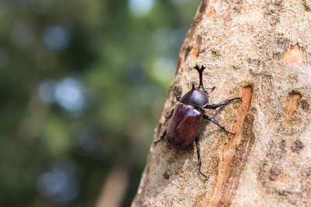 Rhinoceros beetles on the treeの写真素材