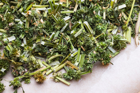 Motherwort dried herb used in traditional medicineの写真素材