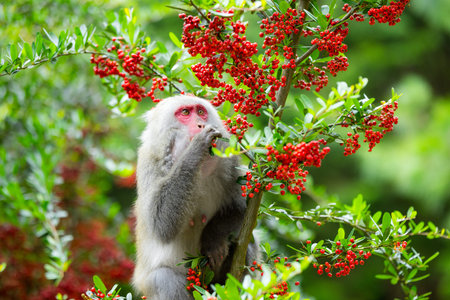 Monkey eat the fruit on the tree in jungle