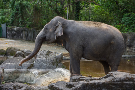 Elephant standing near grass at zoo parkの写真素材