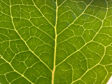 Green leaf with veins