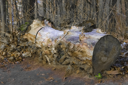 The log which lyes on the forest glade in the early spring.の写真素材