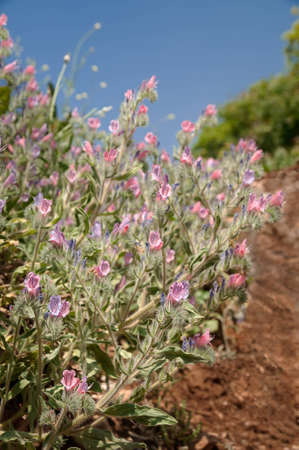 flowers inside the fortress of Nimrodの写真素材