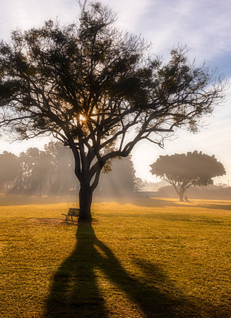 early morning in a park in Israelの写真素材